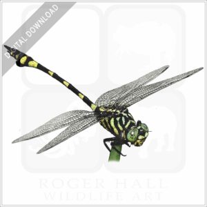 Australian Tiger Dragonfly stock image
