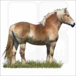 Belgian Draft Horse illustration