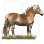 Belgian Draft Horse illustration
