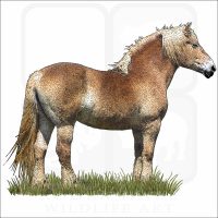 Belgian Draft Horse illustration