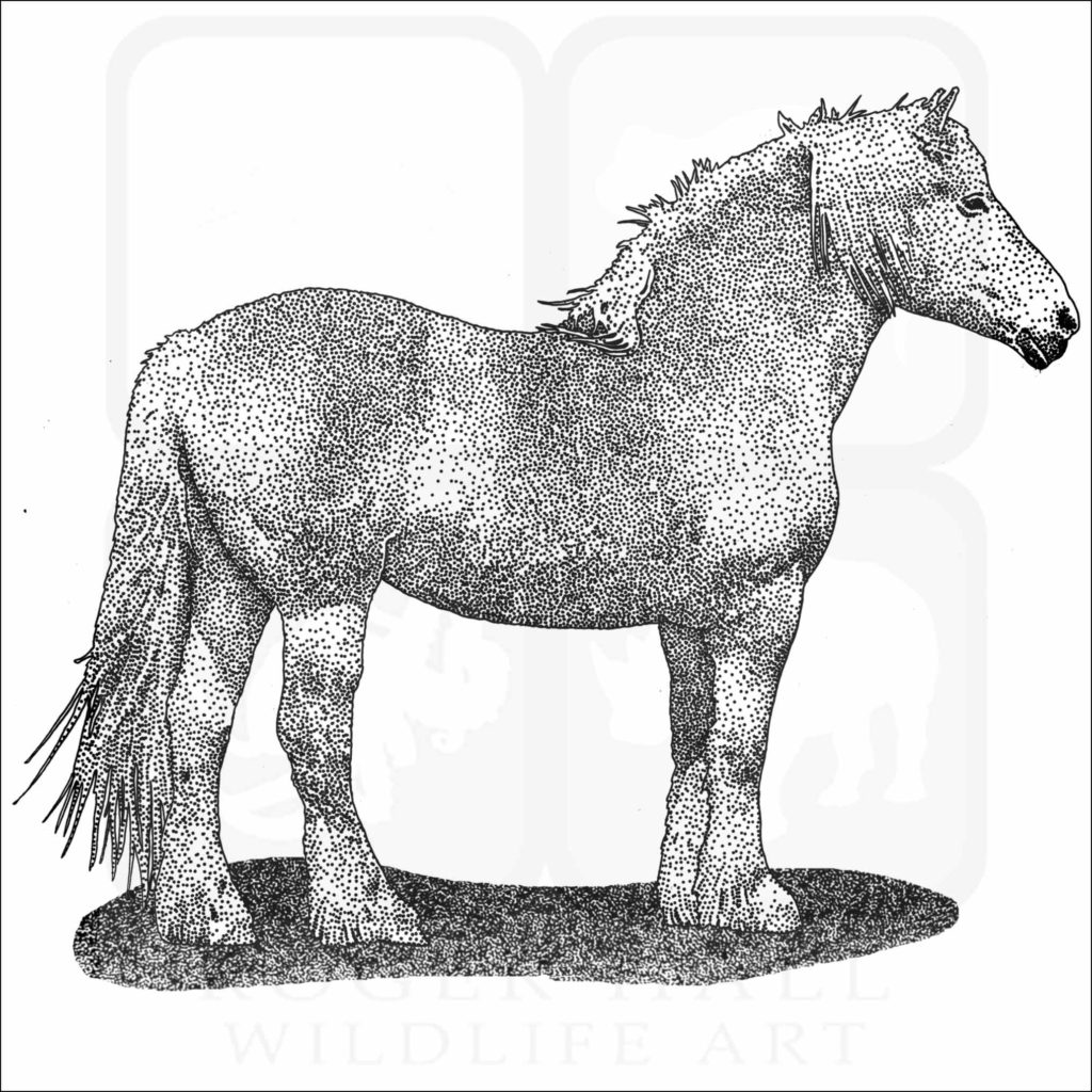 Belgian Draft Horse Signed Fine Art Print