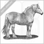 Belgian Draft Horse