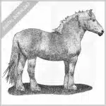 Belgian Draft Horse