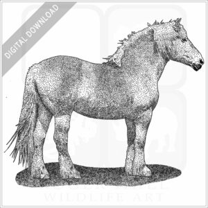 Belgian Draft Horse