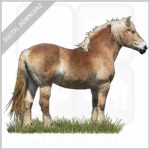 Belgian Draft Horse stock image