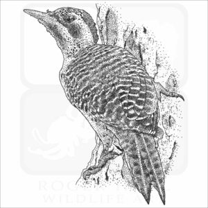 Bennett_s Woodpecker