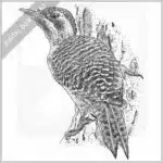 Bennett's Woodpecker