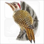 Bennett's Woodpecker illustration