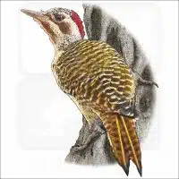 Bennett's Woodpecker illustration