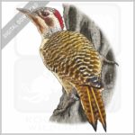 Bennett's Woodpecker stock image