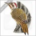 Bennett's Woodpecker stock image