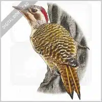 Bennett's Woodpecker stock image