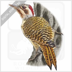 Bennett's Woodpecker stock image