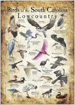 Birds of the South Carolina Lowcountry Poster