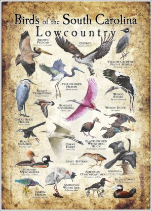Bird of the South Carolina Lowcountry Poster Print