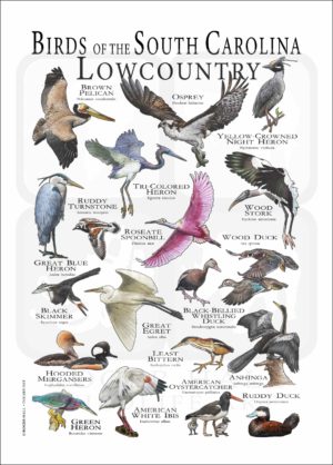 Bird of the South Carolina Low Country