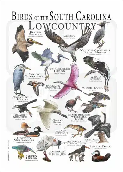 Bird of the South Carolina Low Country