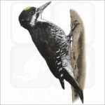 Black-Backed Woodpecker illustration