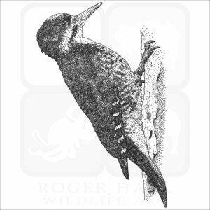 Black-Backed Woodpecker