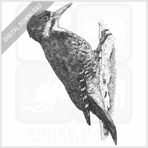 Black-Backed Woodpecker