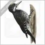 Black-Backed Woodpecker stock image
