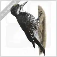 Black-Backed Woodpecker stock image