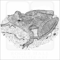 Blanchard's Cricket Frog
