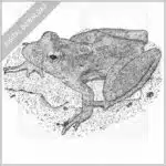 Blanchard's Cricket Frog