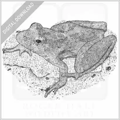 Blanchard's Cricket Frog