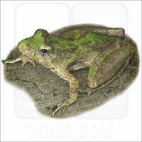 Blanchard's Cricket Frog illustration