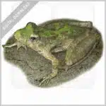 Blanchard's Cricket Frog stock image