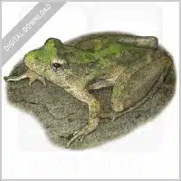 Blanchard's Cricket Frog stock image