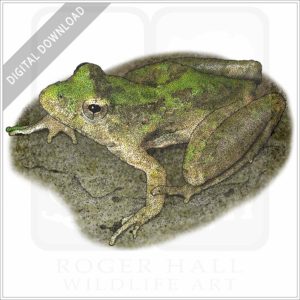 Blanchard's Cricket Frog stock image