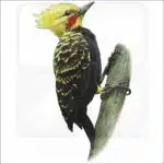 Blond-Crested Woodpecker illustration