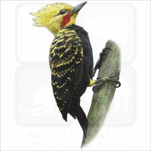 Blond-Crested Woodpecker illustration