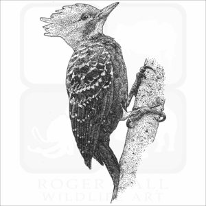 Blond-Crested Woodpecker