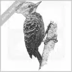 Blond-Crested Woodpecker