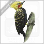 Blond-Crested Woodpecker stock image