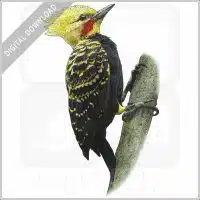Blond-Crested Woodpecker stock image