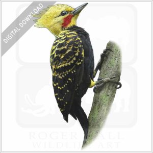 Blond-Crested Woodpecker stock image