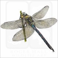 Blue Emperor Dragonfly illustration