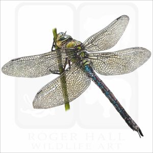 Blue Emperor Dragonfly illustration