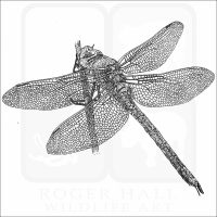 Blue Emperor Dragonfly