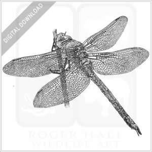 Blue Emperor Dragonfly