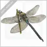 Blue Emperor Dragonfly stock image