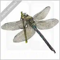 Blue Emperor Dragonfly stock image