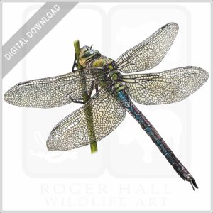 Blue Emperor Dragonfly stock image