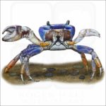 Blue Land Crab illustration