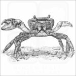 Blue Land Crab