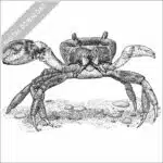 Blue Land Crab